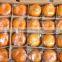 Fresh Mandarin Orange with Factory Wholesales Price