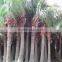 Palm trees Livistona chinensis (Jacq.) R. Br