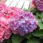 The shrub plant Hydrangea macrophylla seedling