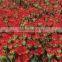Fresh Cut Flowers Top Quality Red Carnation Fresh Carnation Best Price