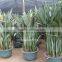 Strelitzia reginae Bird Of Paradise Crane Flower