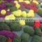 Pure felted multicolored ball