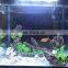 MOQ 500 pieces Wholesale Automatic Filter betta fish tropical fish live LED table fish farming tank aquarium