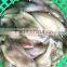 Size 400 -600g frozen Argentina Squid Head