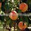 Peach fruit covering paper bag