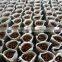 Fresh Chinese Chestnut