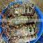 fresh lobster Viet Nam