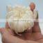 Various promotional price chrysanthemum cut