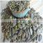 Green Pumpkin Seeds and Bulk Pumpkin Seeds GWS