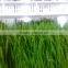 Hydroponics Animal Fodder Machine is full automatic barly/wheat/ cron/alfalfa