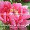 kunming importers of fresh flowers single stem pink penoies flowers