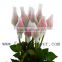 Pot Natural High Quality Long Stem Glass Flowers The Tea Roses On Sale Long Stem Fresh Flowers Pink Roses On Sale From Yunnan