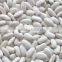 we are supply Medium white kidney beans with good quality for sale