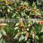  factory supply GMP certified orhanic wildjujube oil
