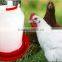 auto drinker/ poultry drinker/chicken poultry farm auto drinker