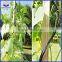 Tomato Plant Iron Spiral Support Stakes Popular in Italy Market