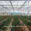 commercial rose multi-span glass green house for sale