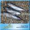 China Sea Food Factory Frozen Bonito Fish For Sale