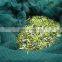 hot sale virgin hdpe material mesh netting dark green olive collecting net with orange edges