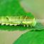 PrGV + Bt Caterpillar Killer and plutella xylostella pesticide