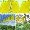 Greenhouse Sticky Roller Trap