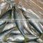 Frozen food ( Frozen Mackerel whole round)