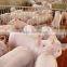 pig feed probiotics SUKAPg