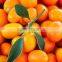 OEM orange grading sorting waxing machine grading of fruit and vegetable