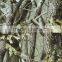 Factory Outlet Dazzle Graphic Leafy pattens Hydrographics Film No.M-12520 Water Transfer Printing Film Camo