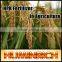 FAQ 17--NPK Fertilizer's Role In Agriculture