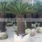 Decorative indoor sago palm trees for sale