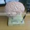 showing model of brain ,cerebral arteries and function position Brain Anatomy Model