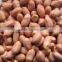 Indian Round Type Blanched Peanut Kernels PEANUTS KERNEL BOLD 40-50