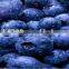 china good quality blueberry