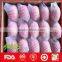 Wholesale red fuji apple and fresh fruits