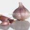 MODERN Fresh Egyptian Garlic