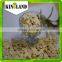 Kingland shine skin pumpkin seed 10cm 11cm 11mm