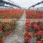 China nursery Euphorbia pulcherrima bonsai
