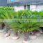 Indoor and outdoor plants Cycas revoluta Thunb.