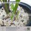 Horticulture Perlite