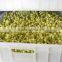 Stainless steel bean making machine bean sprout
