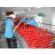 Tomato Paste Plant/tomato paste machine/tomato paste factorr/tomato processing line on turn-key solution