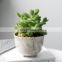 Succulent plant pot small prickly pear green plant home desk surface potted landscape