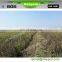 small machine bean harvester harvesting machine bean bean harvest machine for sale