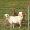 Grassland Fence