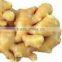 Potato Peeler Machine/Potato Washer Machine