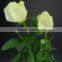 Cheap Avalanche snow white rose flower
