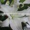 Wide varieties factory direct sell fresh cut flower lilies