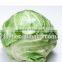 Round Cabbage/Flat Cabbage