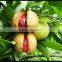 Best Quality Of Nutmeg Oil From BORG EXPORT |100% Natural Nutmeg Oil | At low Price